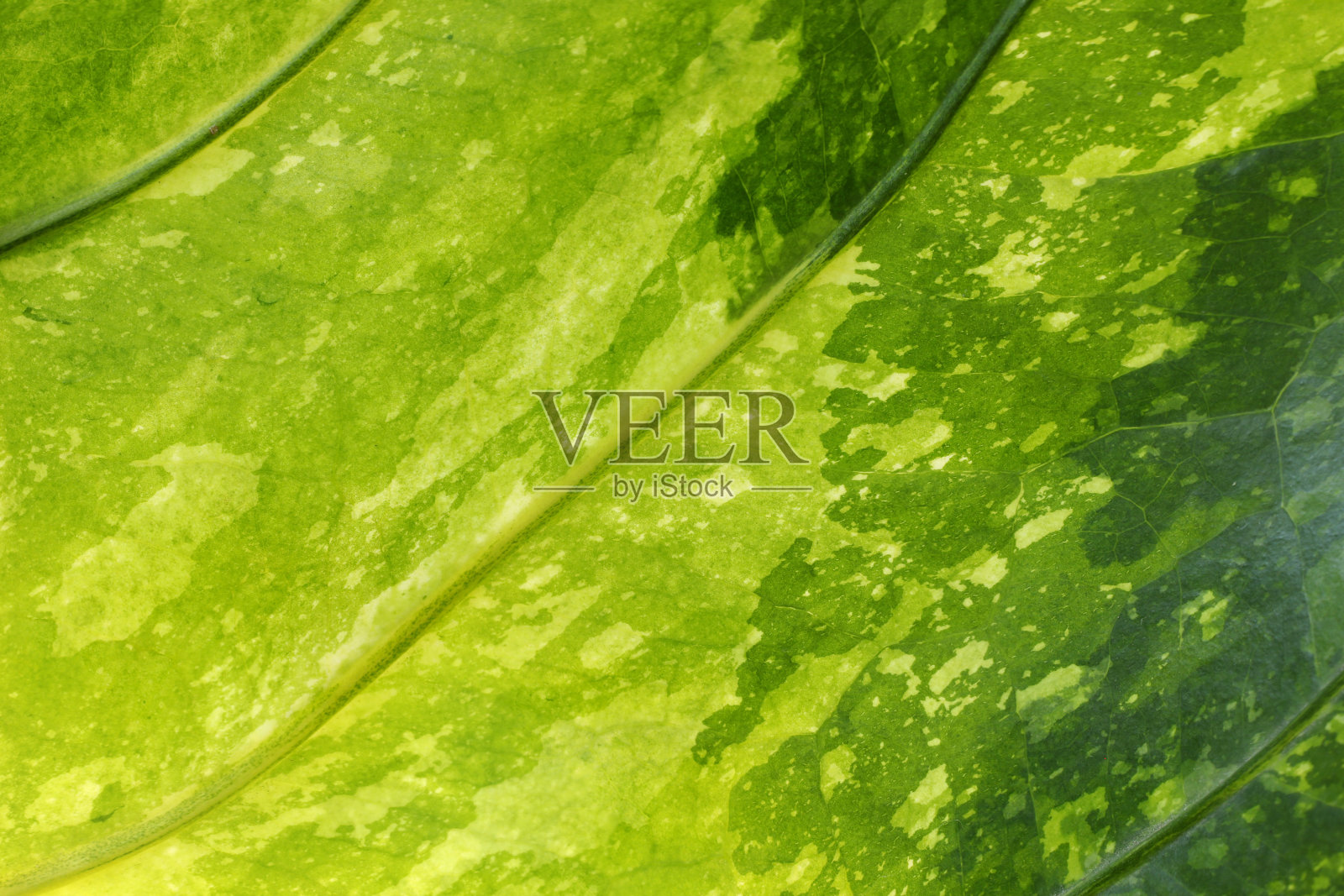 绿叶的全帧镜头。树叶的纹理和图案。照片摄影图片