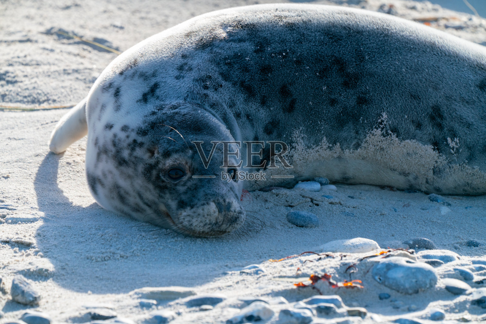 灰海豹,Halichoerus grypus,躺在沙滩沙丘岛在北海,德国。有趣的动物在一个美丽的阳光明媚的冬天。北方的野生动物。照片摄影图片
