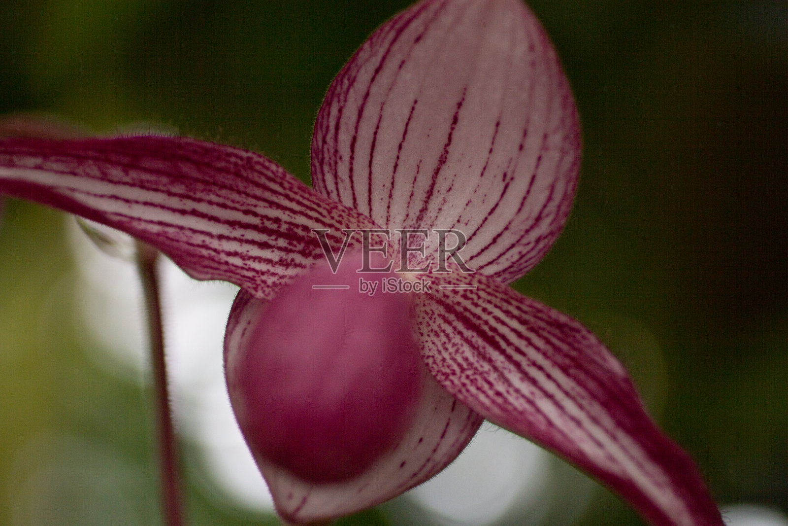 栗色女式拖鞋照片摄影图片
