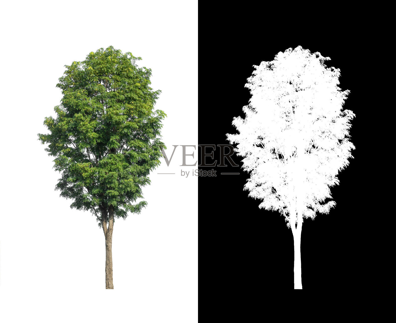 树孤立在白色背景与剪辑路径和alpha通道照片摄影图片