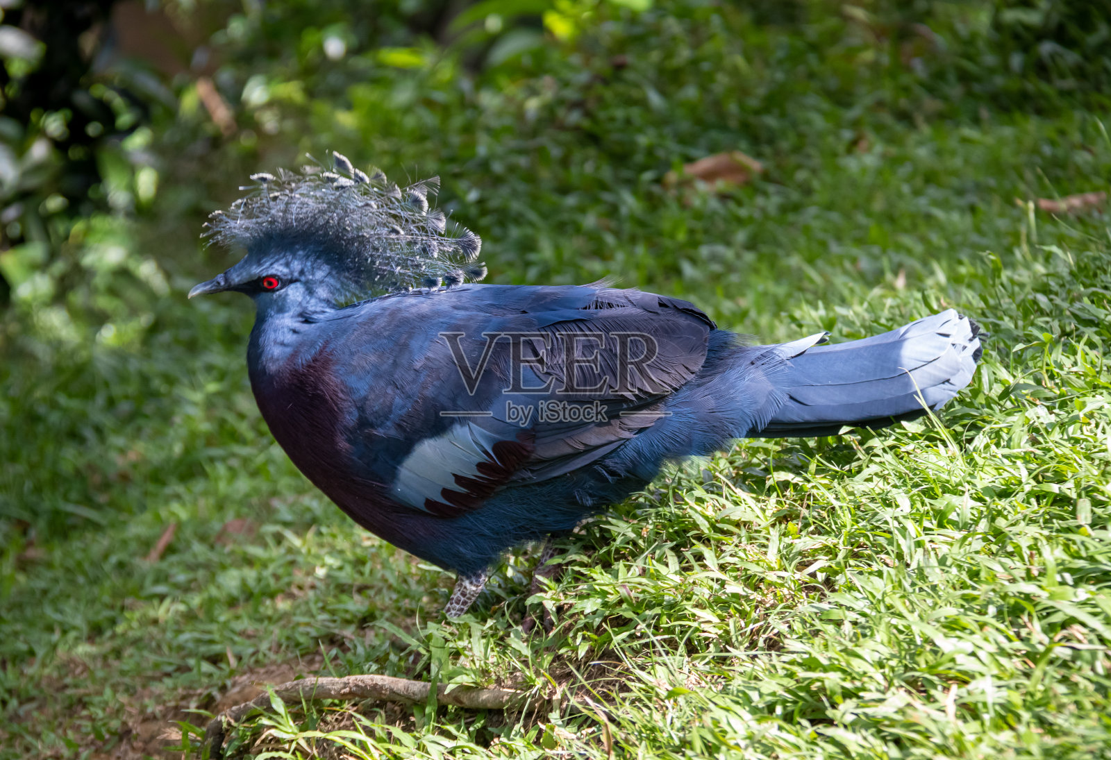 吉隆坡动物园的蓝鸽子照片摄影图片