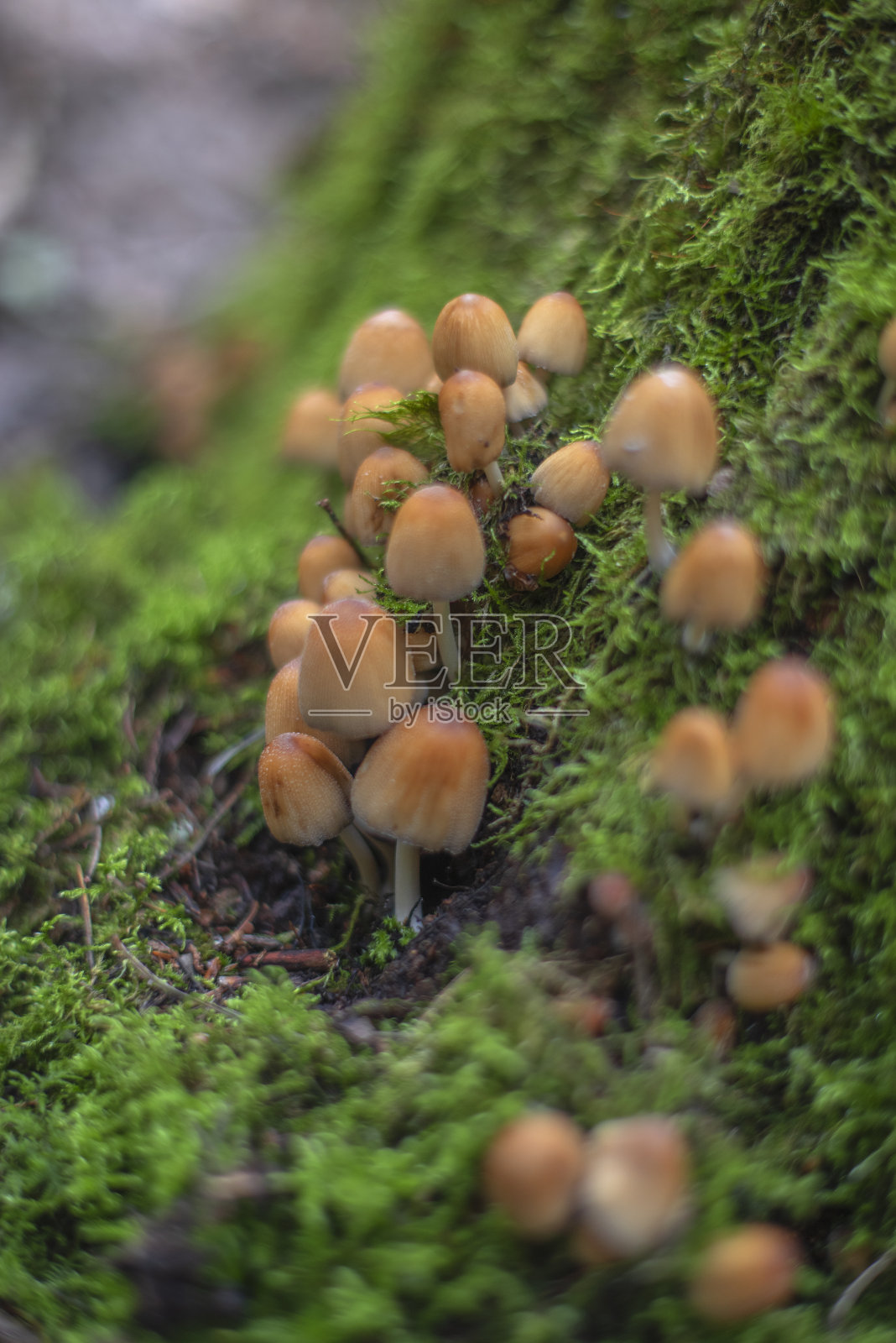 蘑菇生长在森林里。照片摄影图片