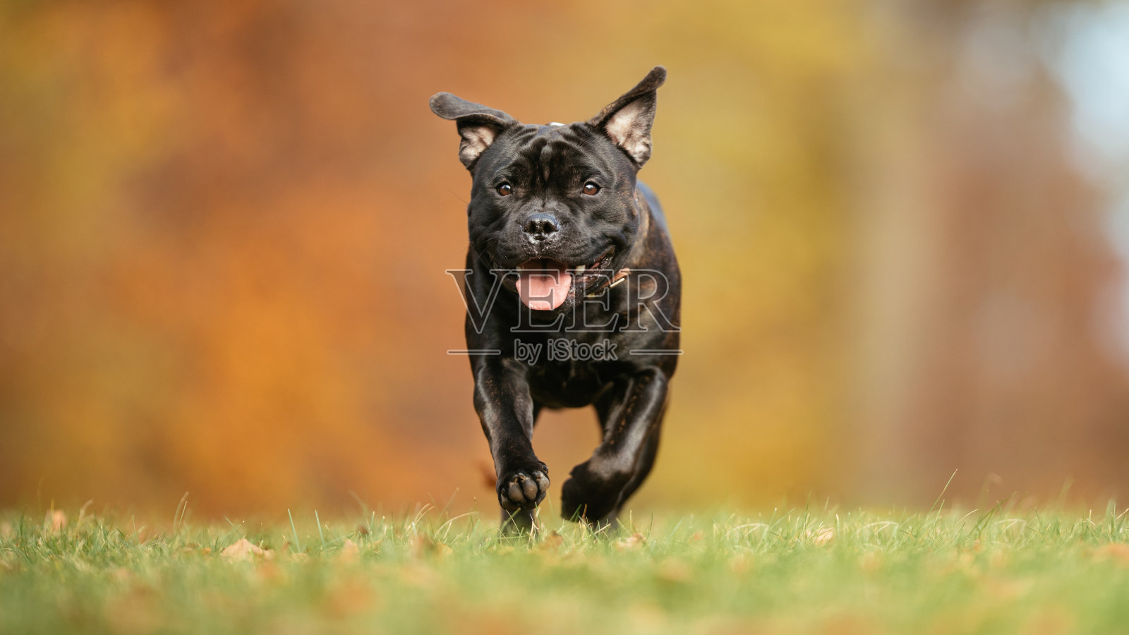 漂亮的狗照片摄影图片