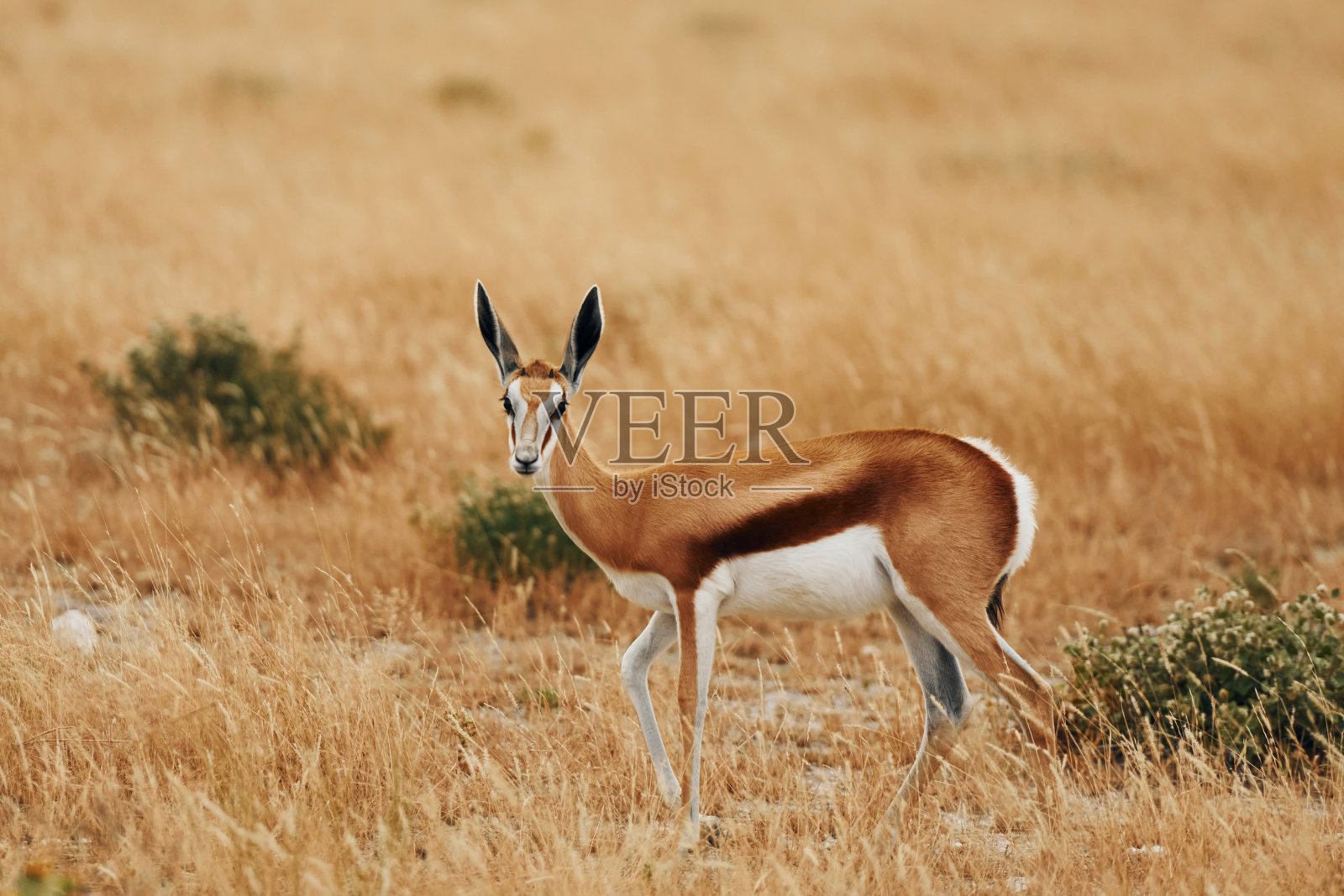 侧视图。安西洛普正在非洲野外的野生动物中照片摄影图片