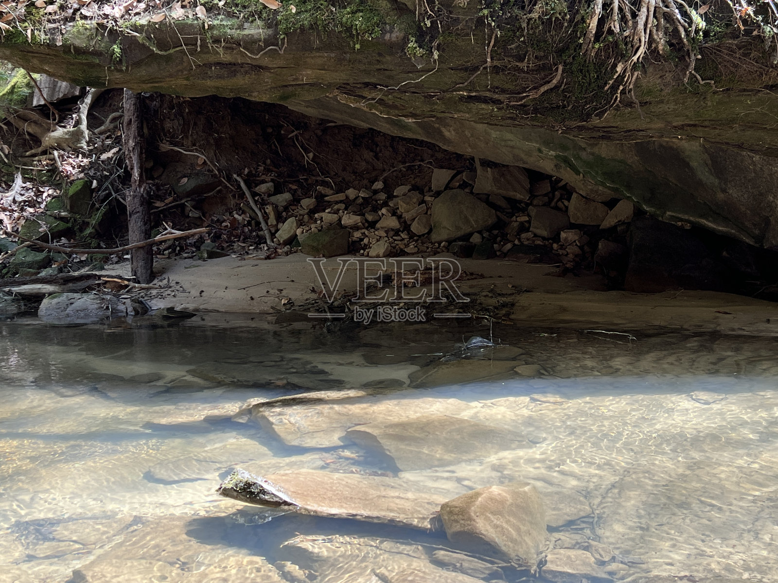 春天徒步穿越班克海德国家森林照片摄影图片