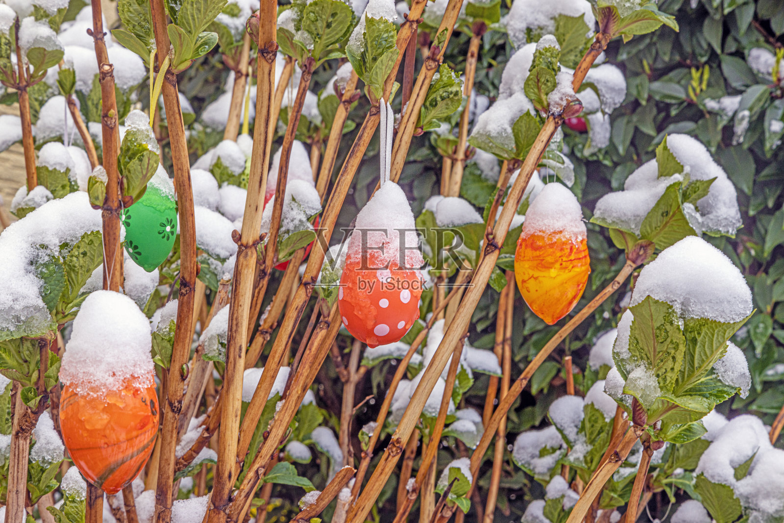 白天在灌木丛上被雪覆盖的装饰复活节彩蛋的图片照片摄影图片