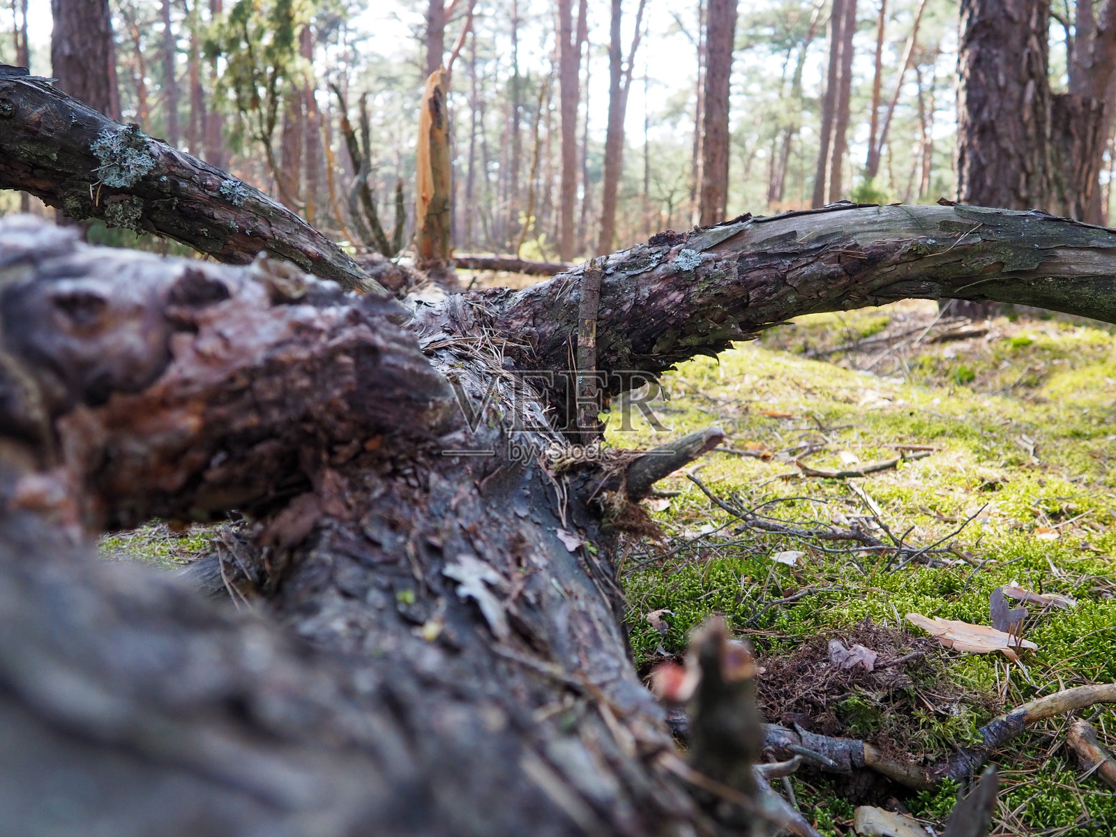 宏树照片摄影图片