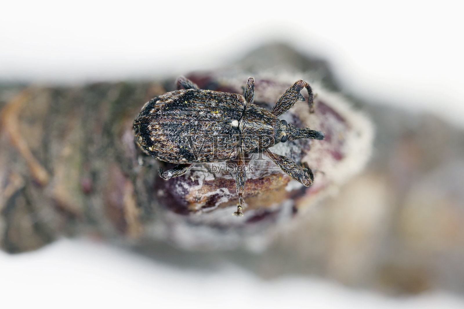 苹果花象甲。果园和花园中苹果树最重要的害虫之一。照片摄影图片