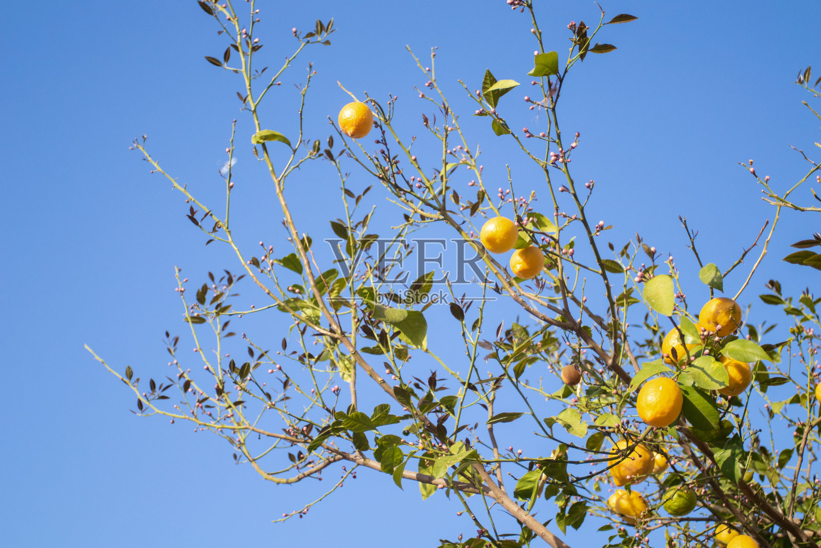 柠檬树上的黄熟柠檬照片摄影图片