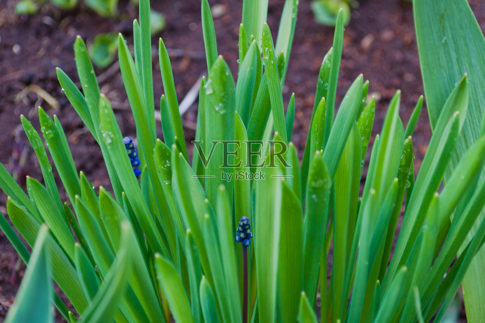 绿叶带着水滴。照片摄影图片