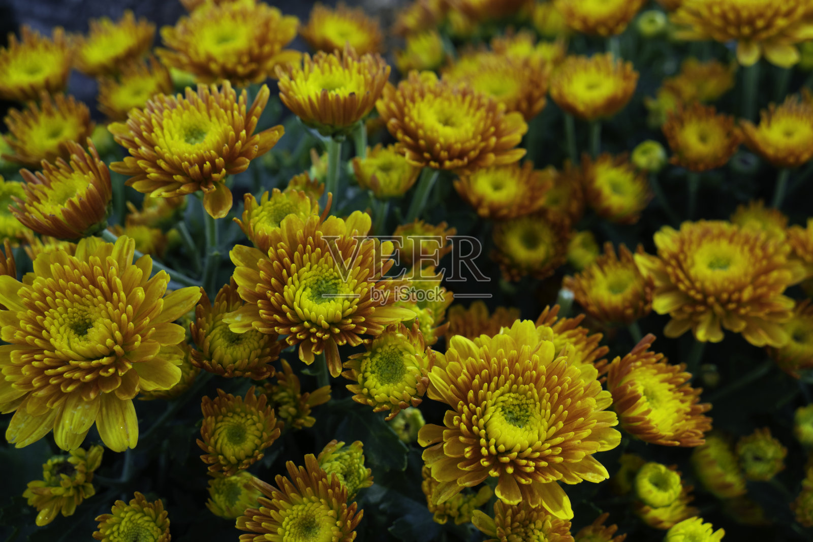 黄色的菊花照片摄影图片