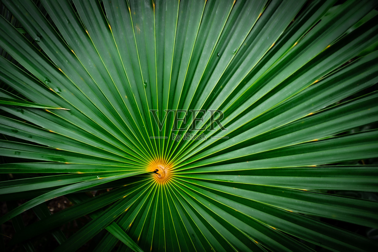 神奇的加勒比植物在热带花园照片摄影图片