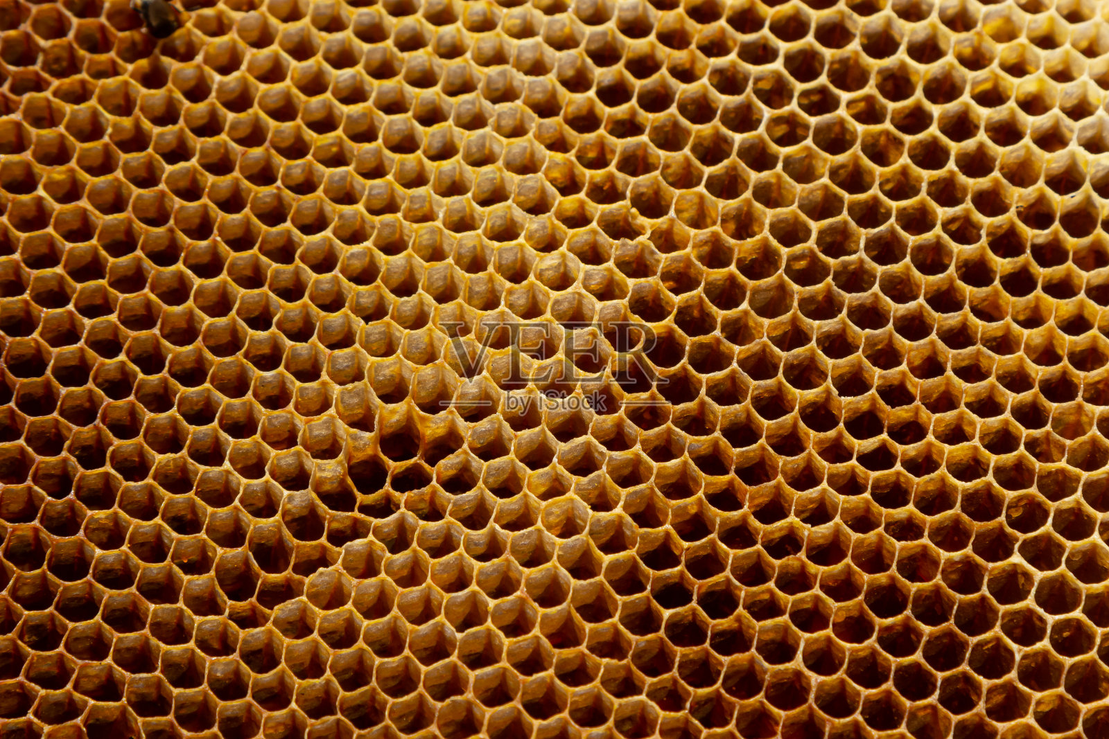 背景纹理和图案的一节蜡蜂窝从蜂房充满金色蜂蜜在一个完整的框架视图照片摄影图片