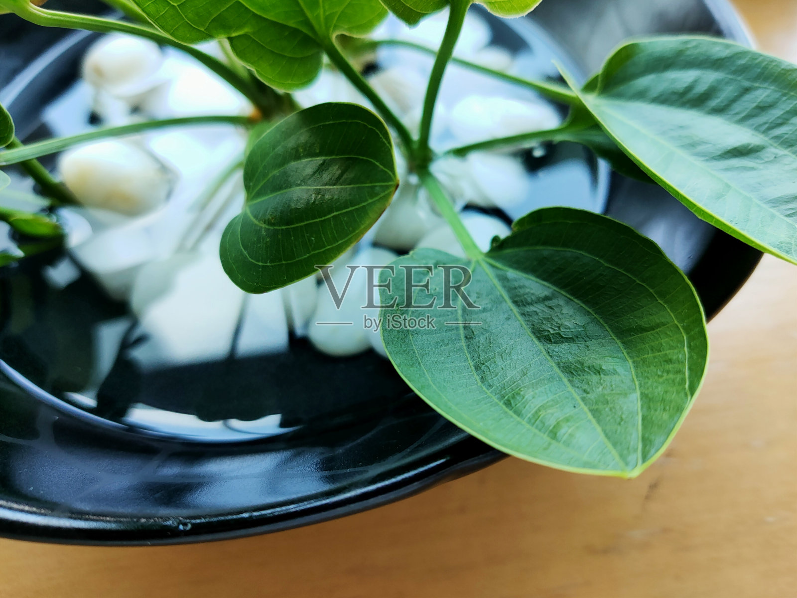 绿色的树叶照片摄影图片