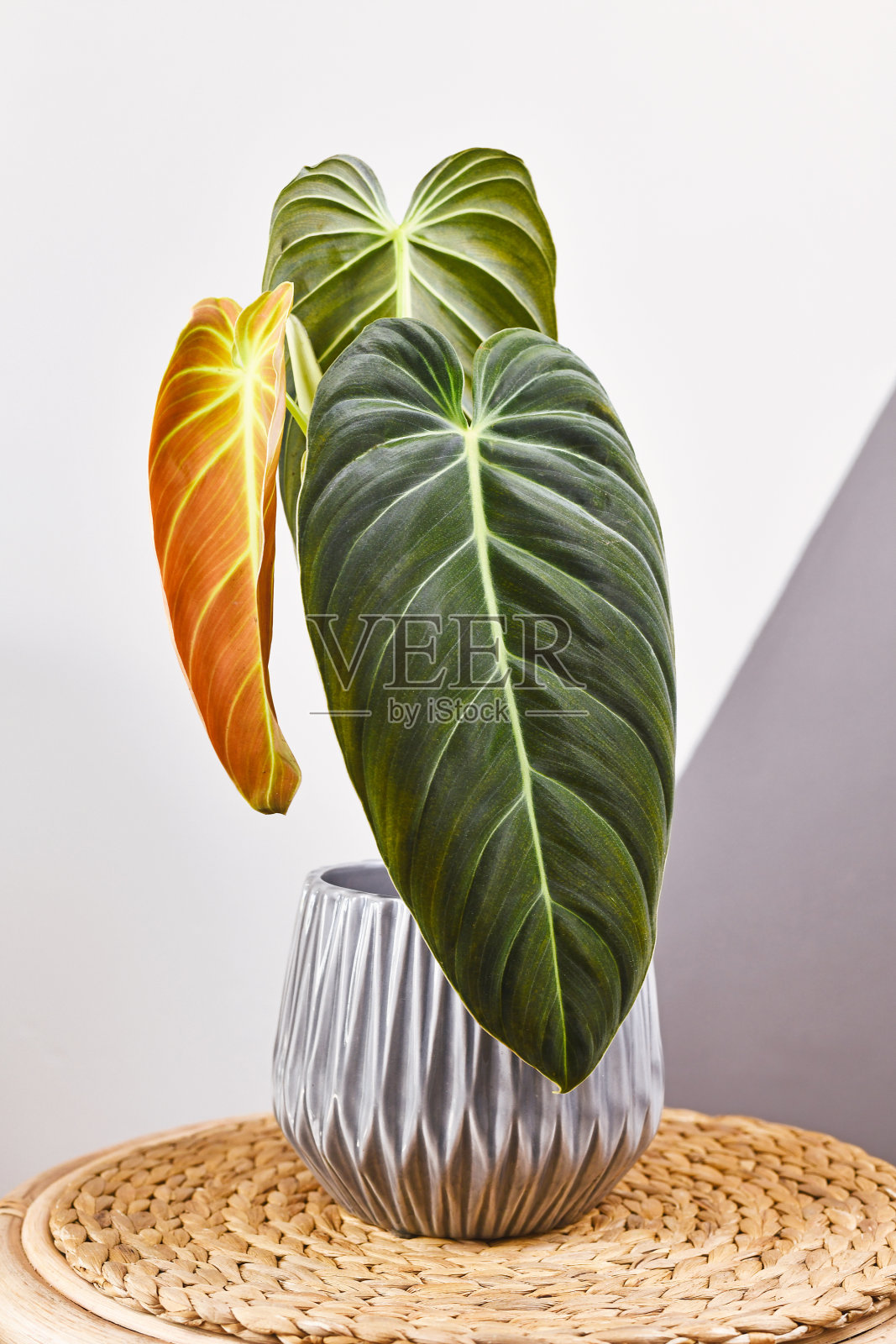 热带“Philodendron Melanochrysum”室内植物照片摄影图片