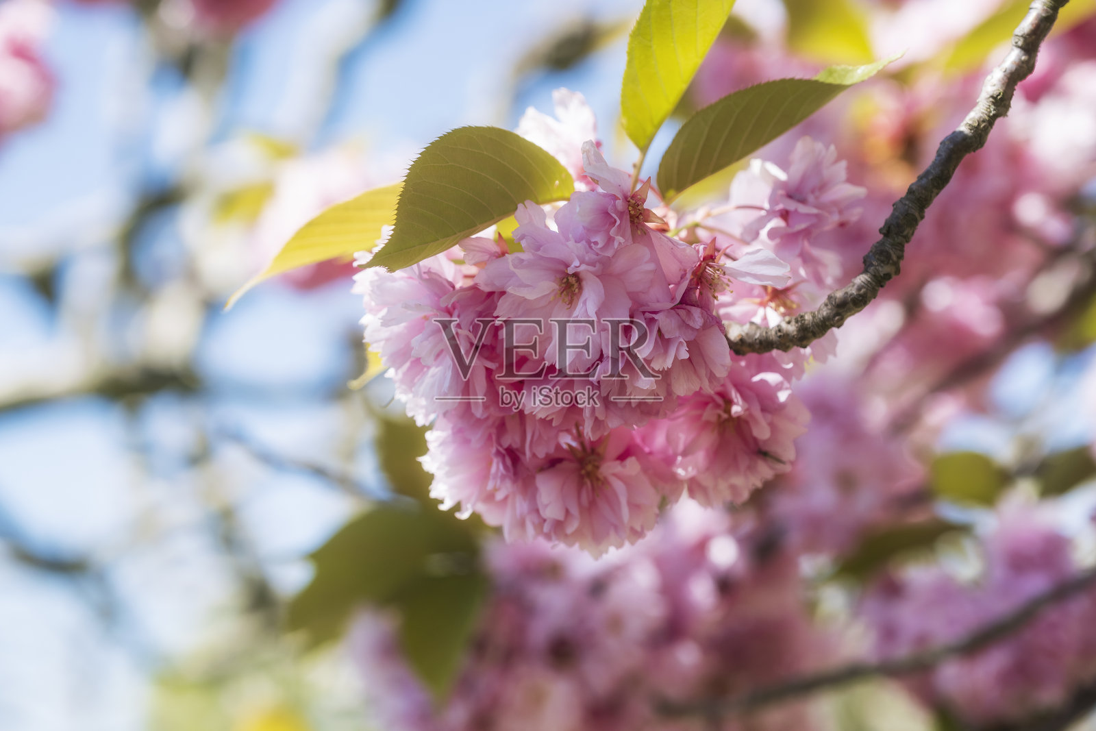 德国威斯巴登的樱花盛开照片摄影图片