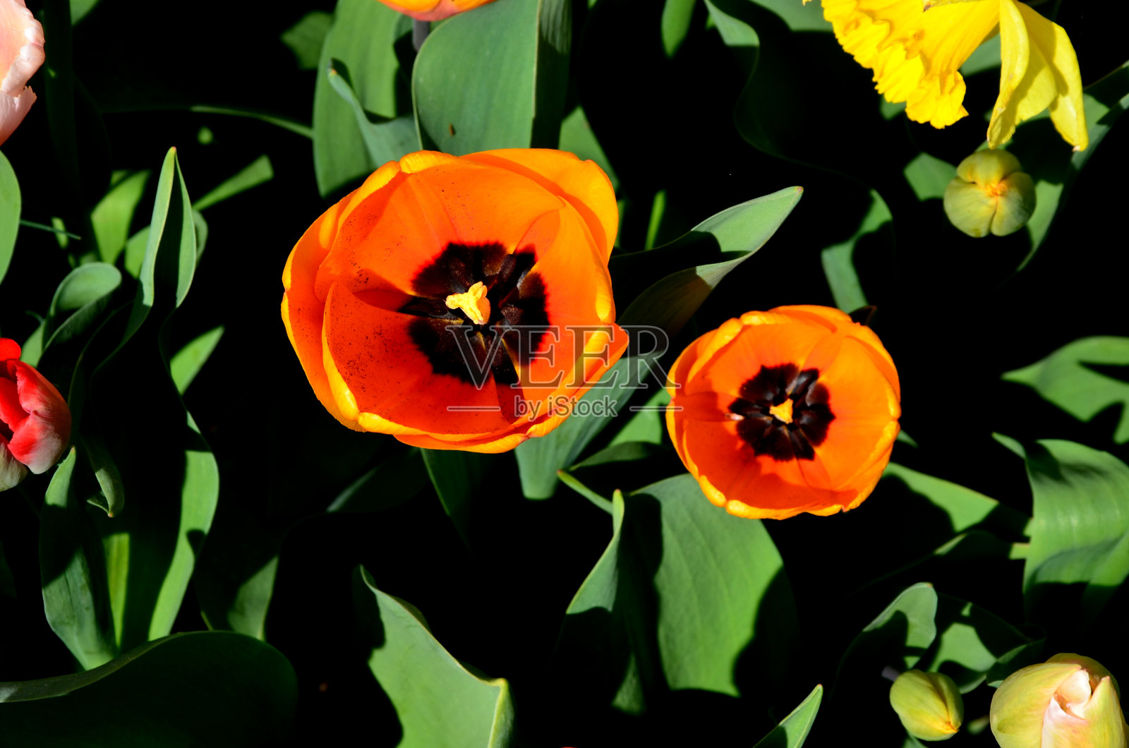 混凝土栅栏适用于家庭住宅,工业美观,防多种影响,私密性和安全性高,花坛照片摄影图片