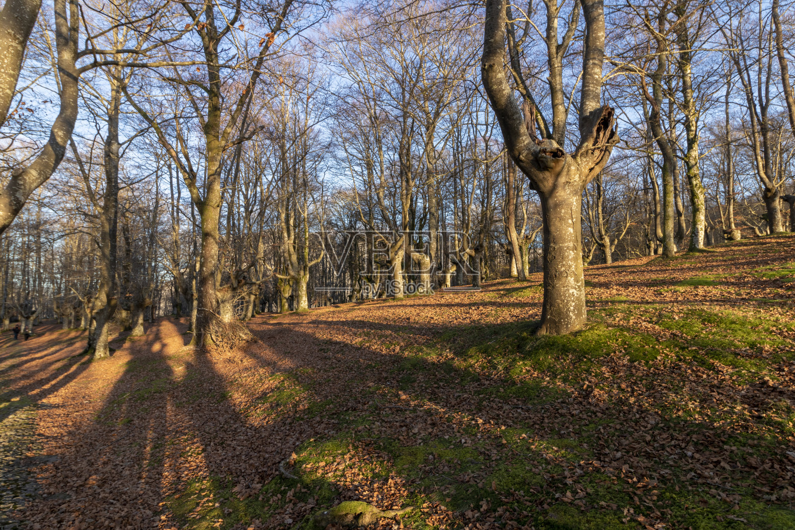 秋天,西班牙北部乌尔基奥拉的山毛榉林照片摄影图片