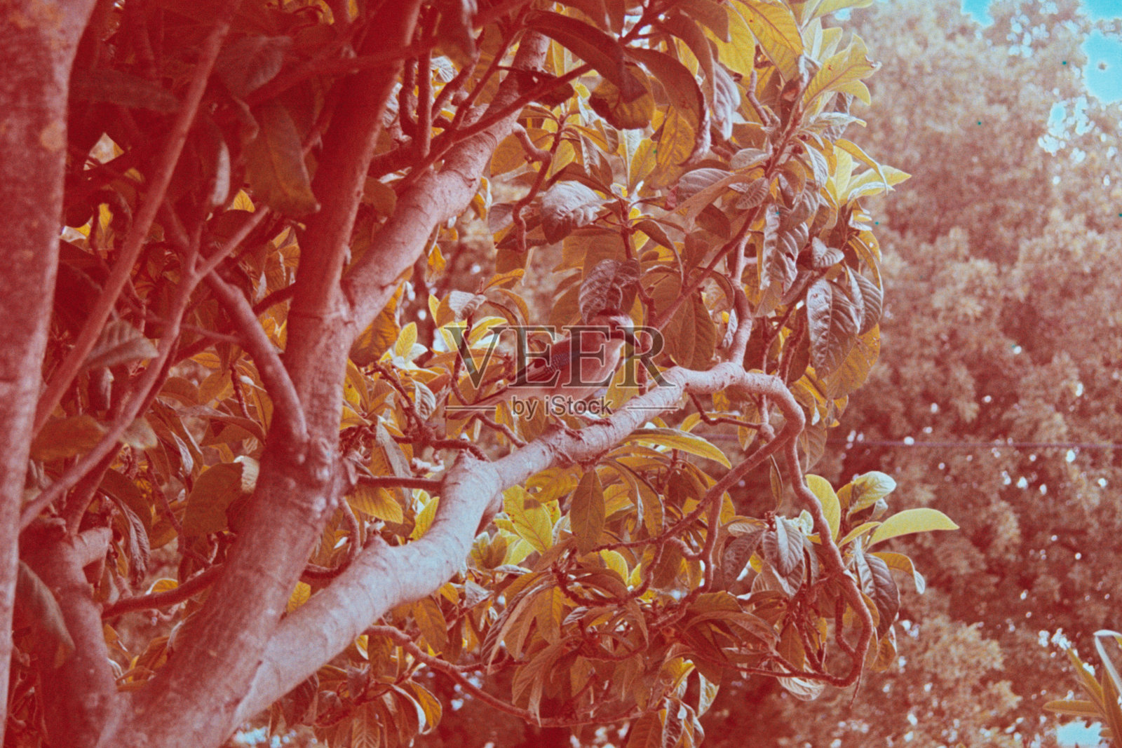 蓝色的燕子照片摄影图片