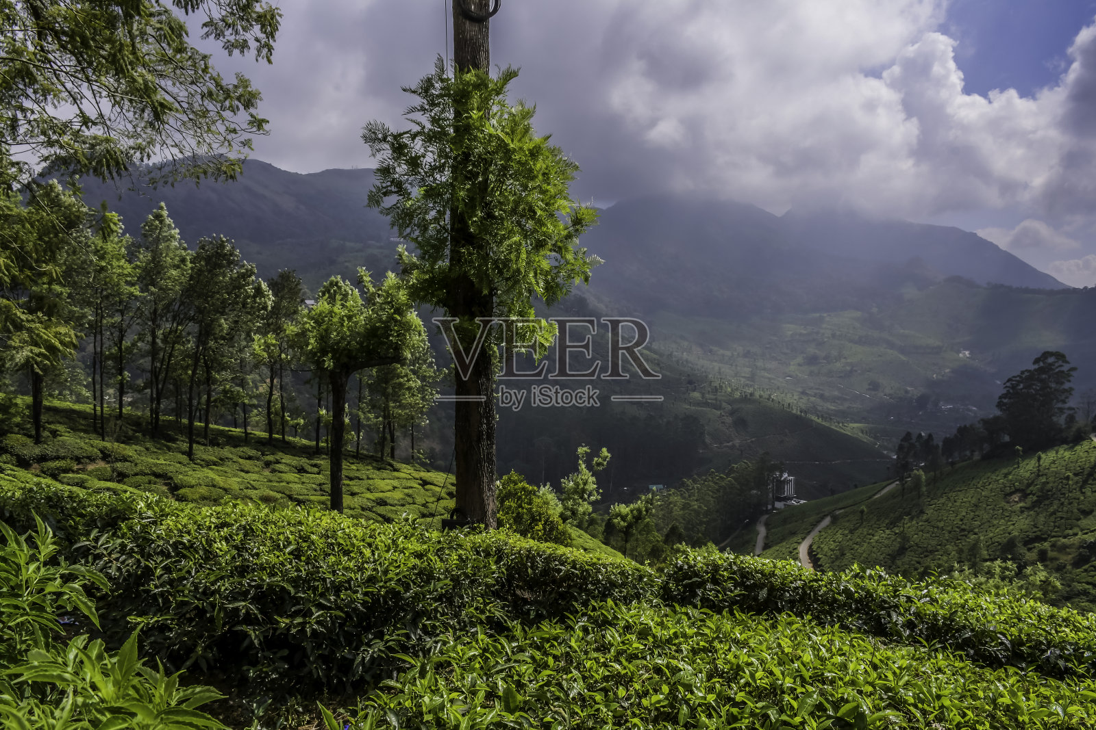 喀拉拉邦孟纳尔葱郁的绿茶种植园景观照片摄影图片
