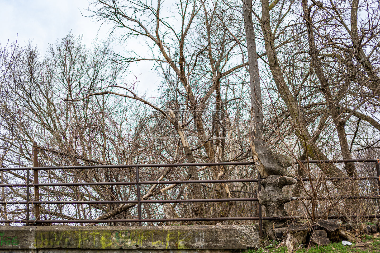 一棵大树长出来,把那道生锈的旧铁栏杆给吞了照片摄影图片