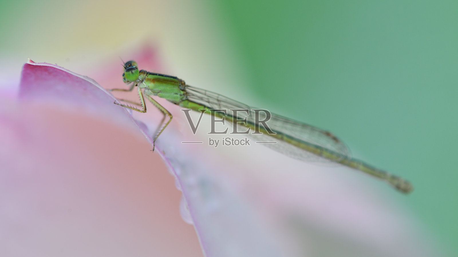 细蟌科照片摄影图片