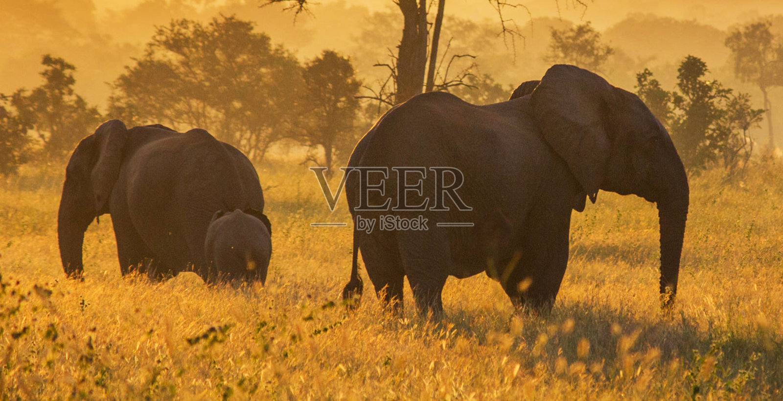 坦桑尼亚神奇的野生动物之地照片摄影图片