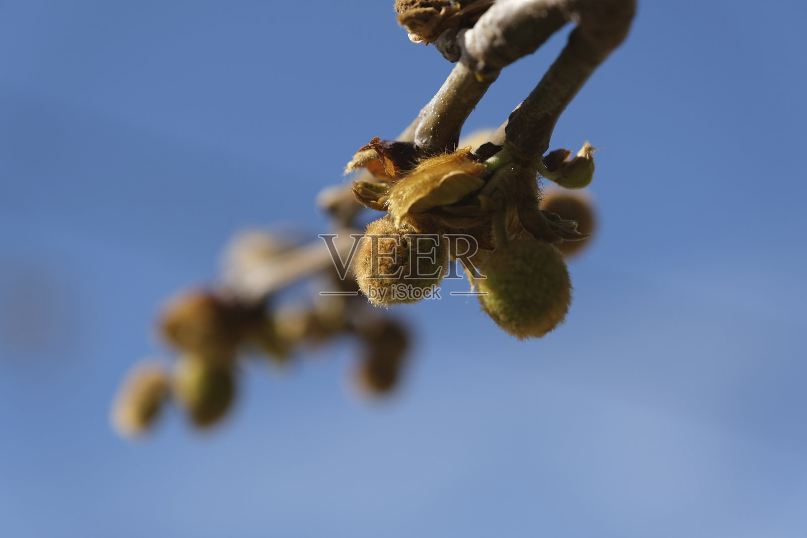 伦敦梧桐树(Platanus acerifolia)也被称为伦敦梧桐树或杂交梧桐树树干照片摄影图片