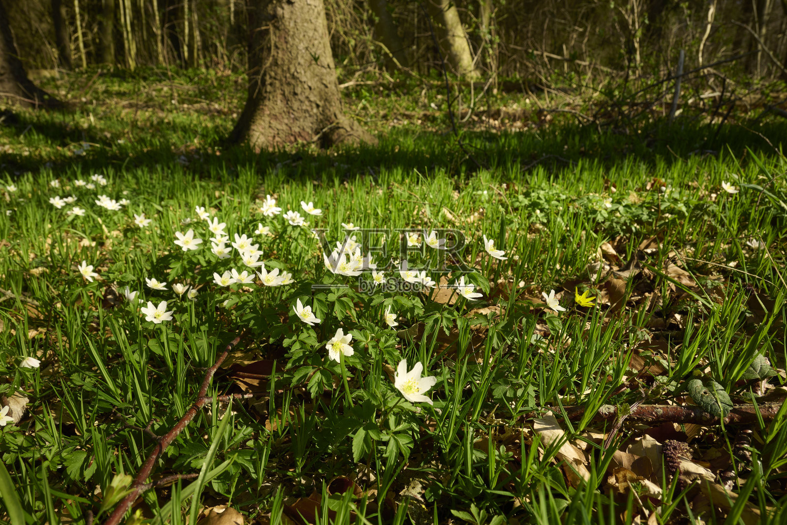 有树木和海葵的森林地面照片摄影图片