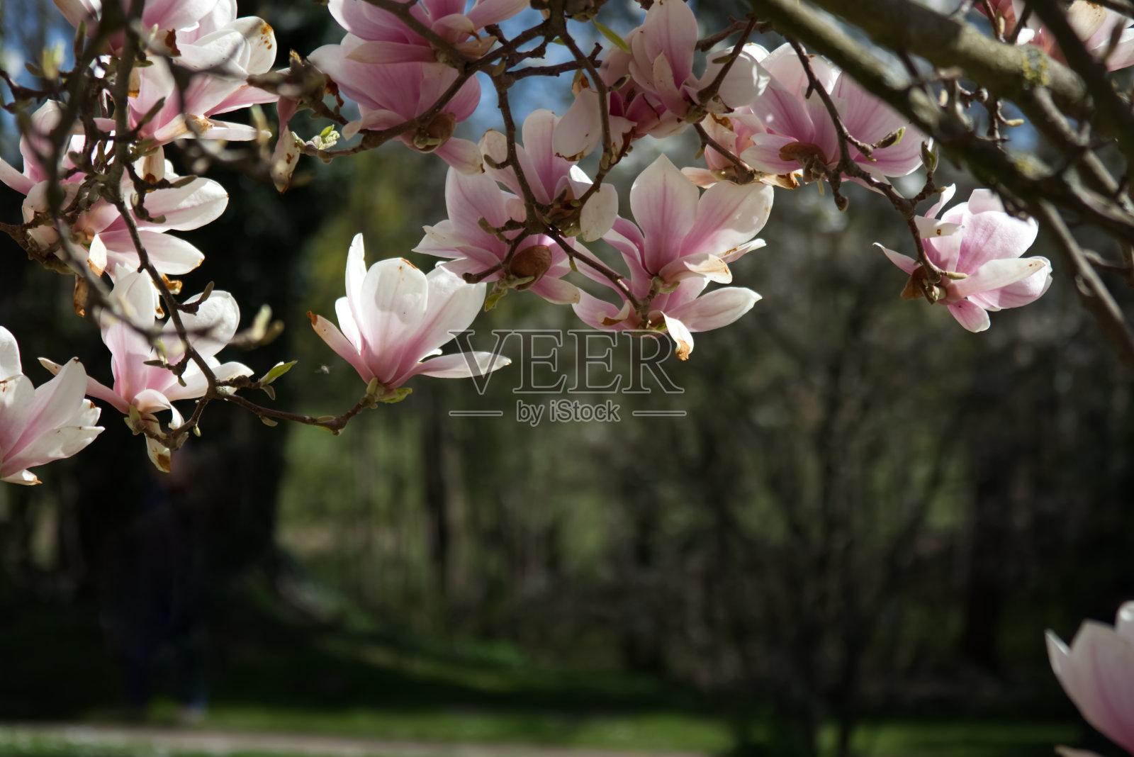 粉红色的玉兰花在树枝上照片摄影图片