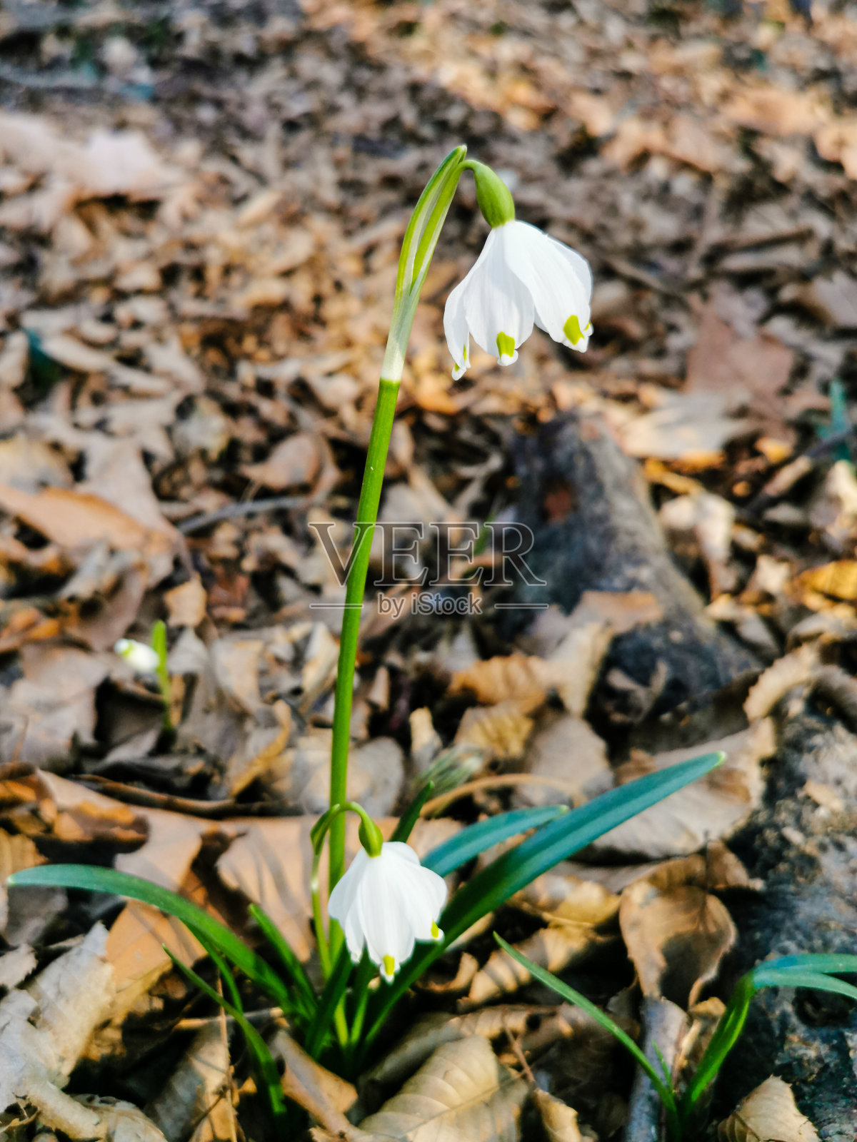 树林里的雪花花——冬青照片摄影图片