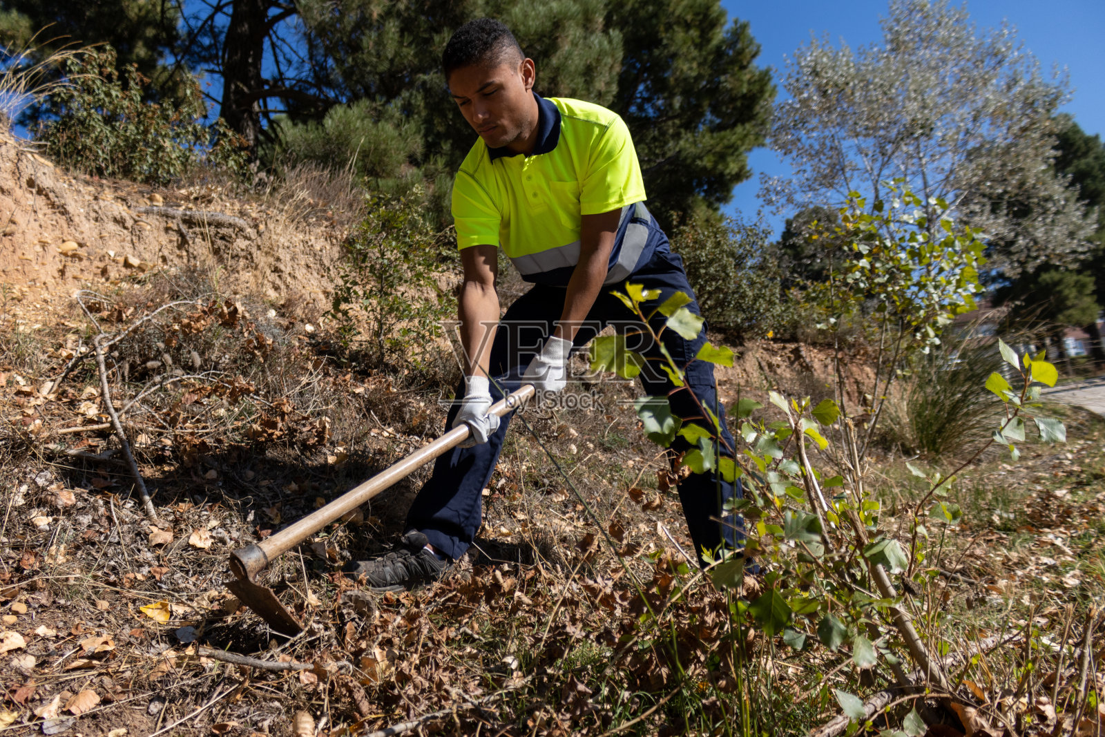 年轻的拉丁裔男性园丁,穿着反光的工作服,为种植挖掘和清理土地照片摄影图片