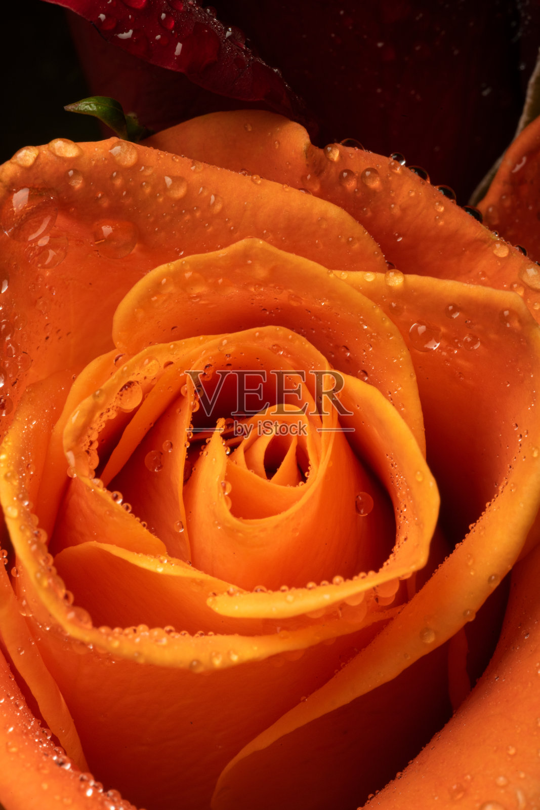 近距离特写橙玫瑰与水滴在花瓣上照片摄影图片
