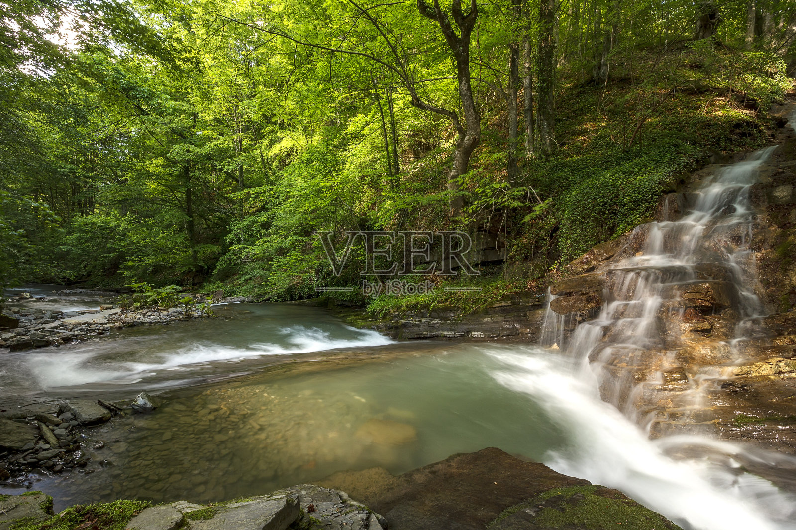 绿色的森林照片摄影图片