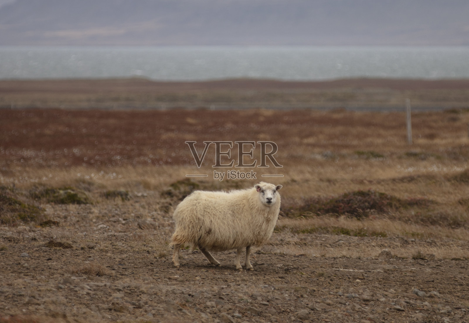 冰岛羊吃草照片摄影图片
