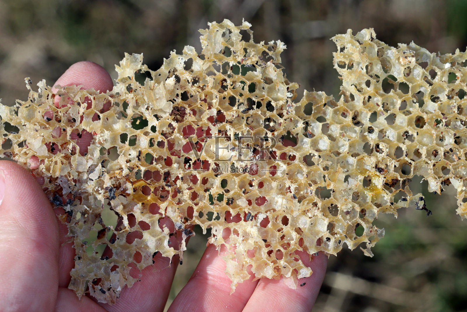 被寄生虫吃掉的蜂房。蜡螟。活跃蜂巢的害虫。无蜜蜂的蜂房中的大蜡螟种。照片摄影图片