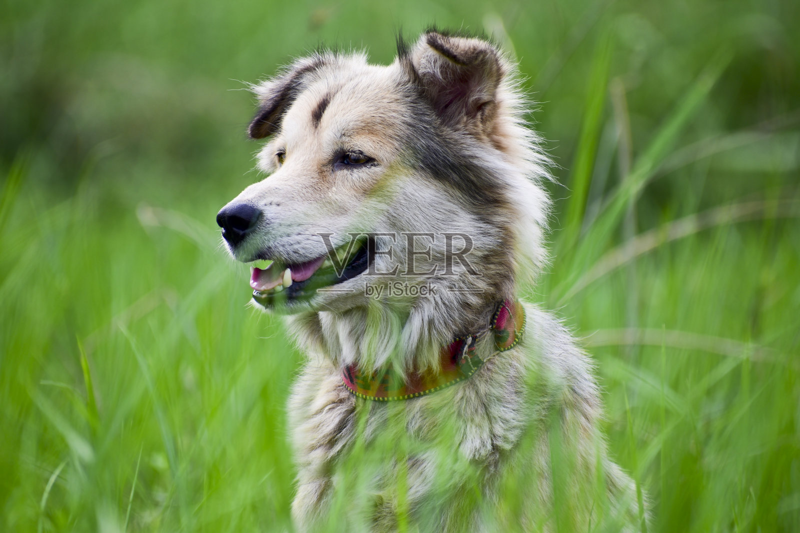 一个美丽的狗照片摄影图片