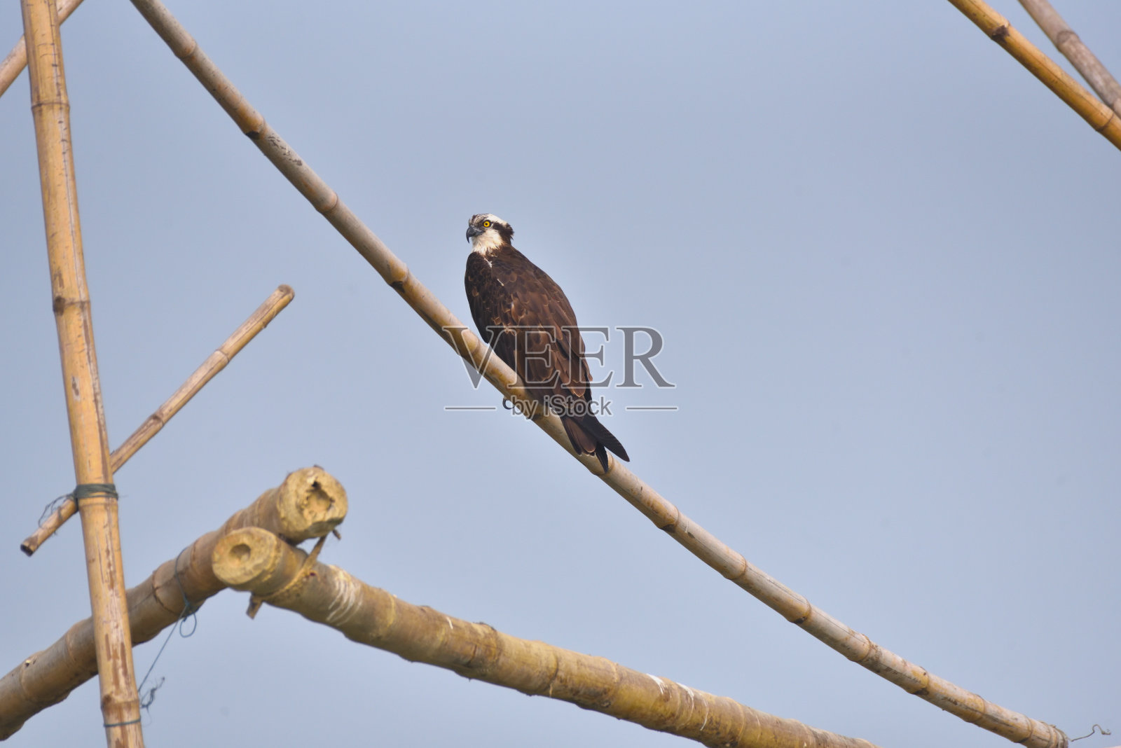 鱼鹰照片摄影图片
