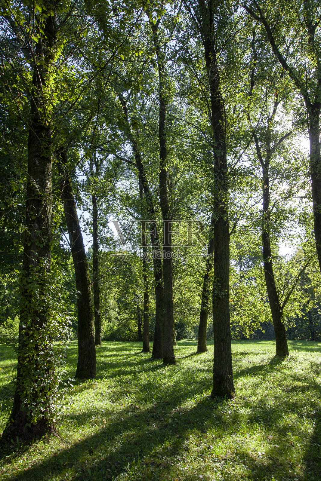 夏天公园里生长着落叶树照片摄影图片