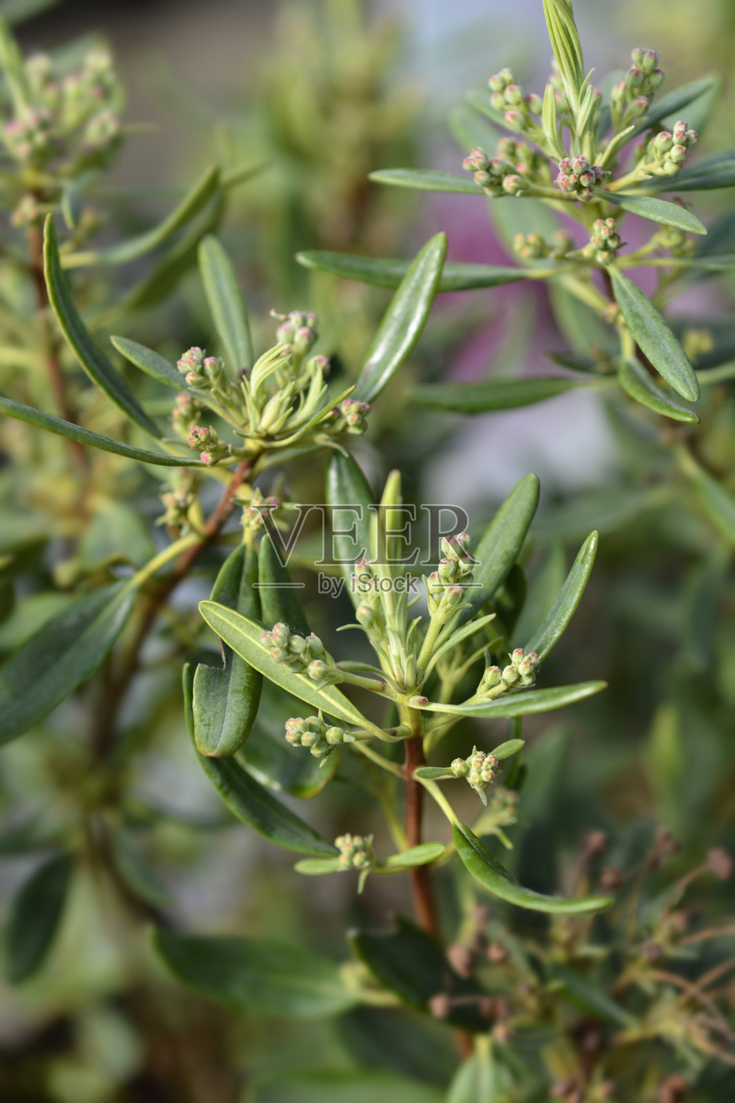 红羊月桂树照片摄影图片