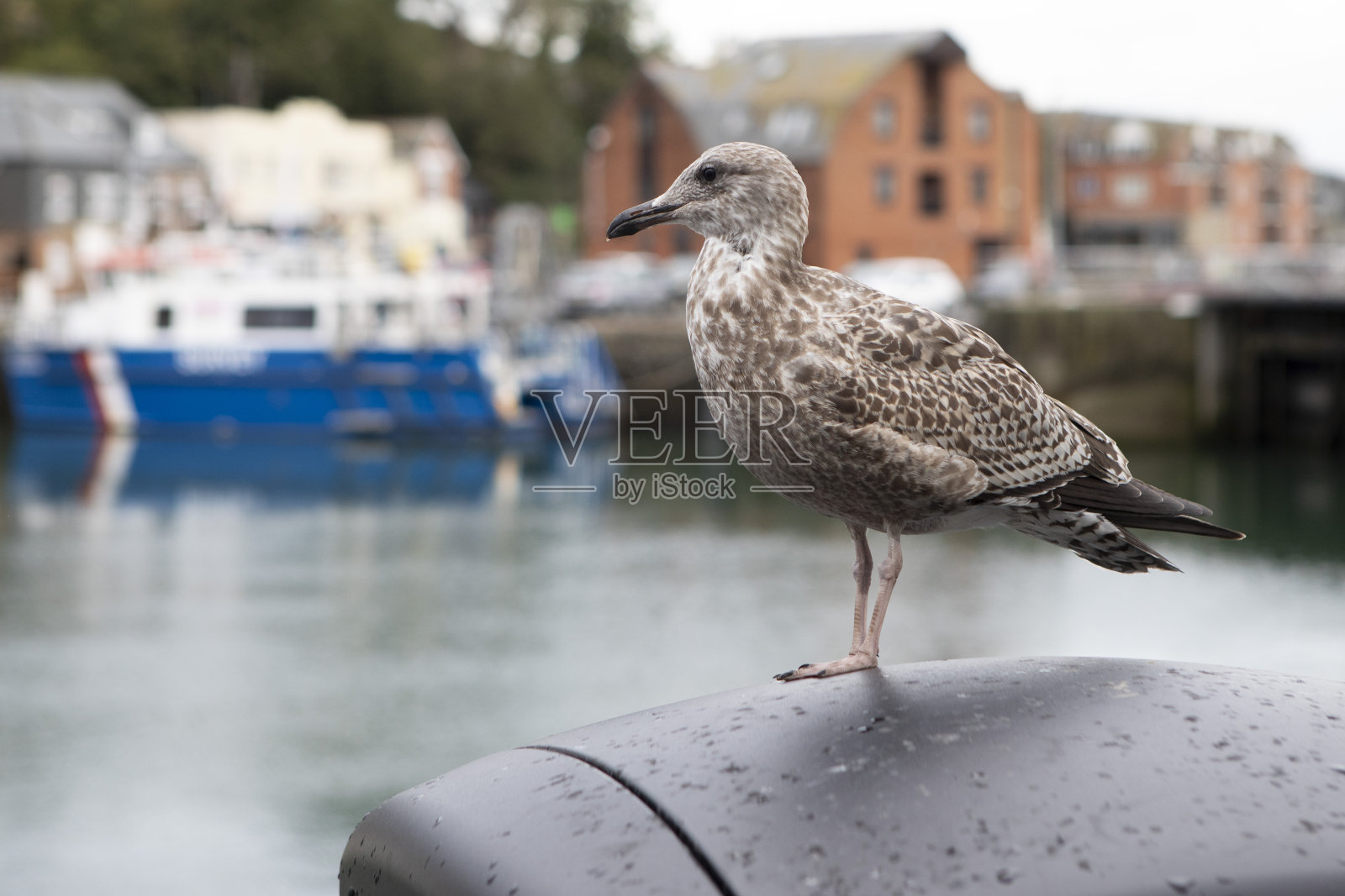 站在港口垃圾桶上的海鸥照片摄影图片