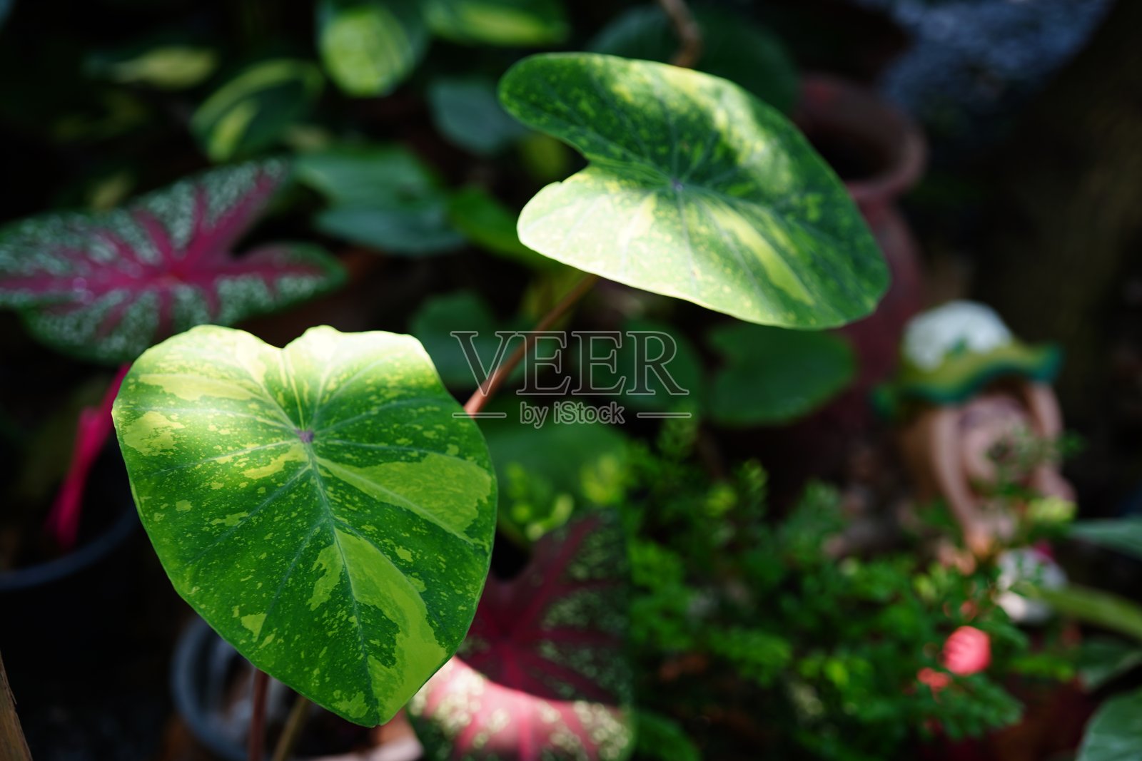 天然园林中的钙与骨照片摄影图片