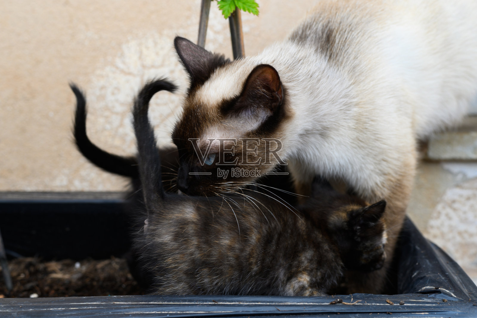 一只母猫和小猫的特写。有选择性的重点照片摄影图片