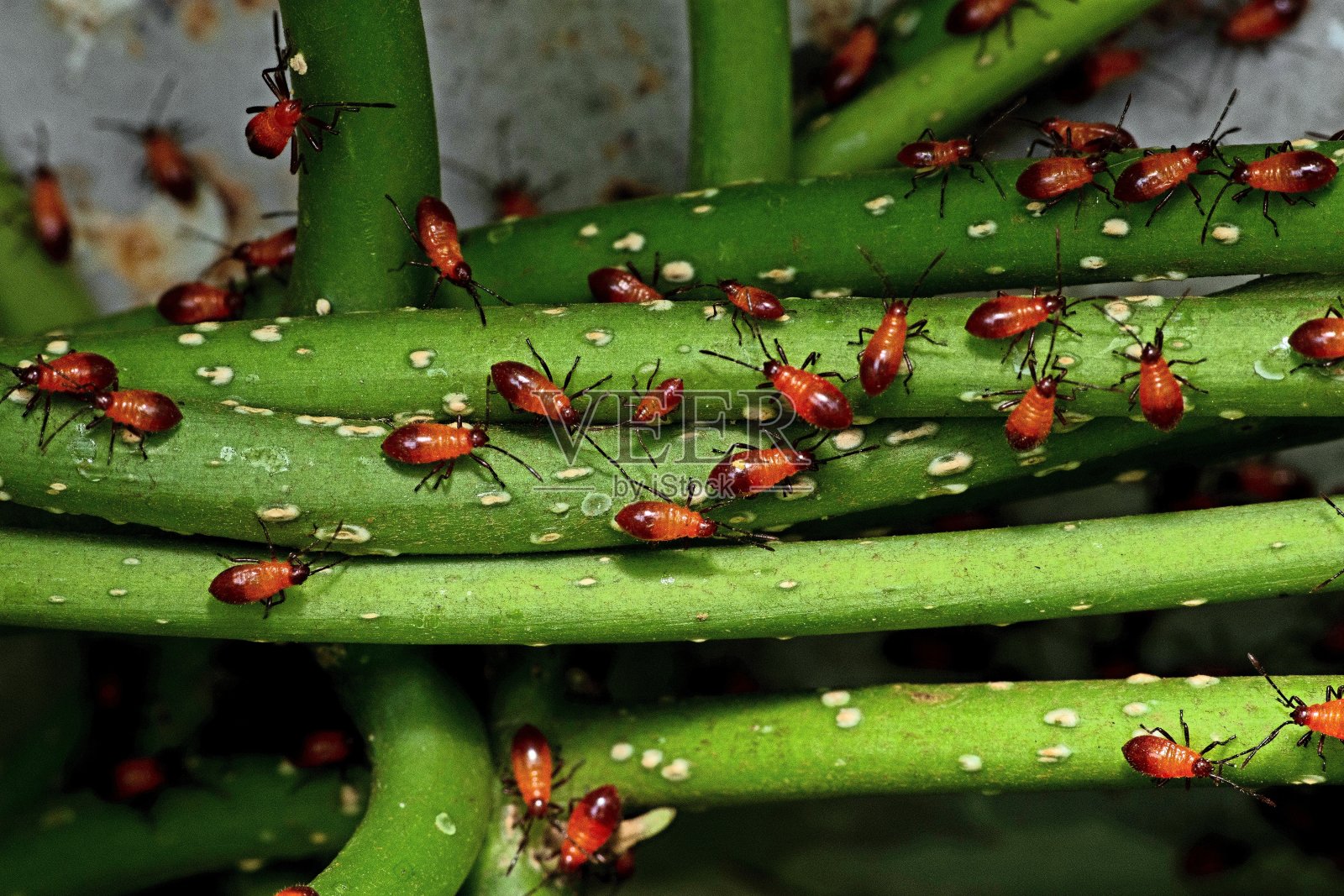 红棉虫是枝园害虫。照片摄影图片