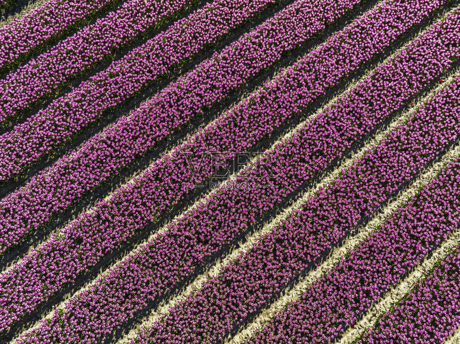 春天,从上面可以看到种植在农田里的粉红色郁金香照片摄影图片