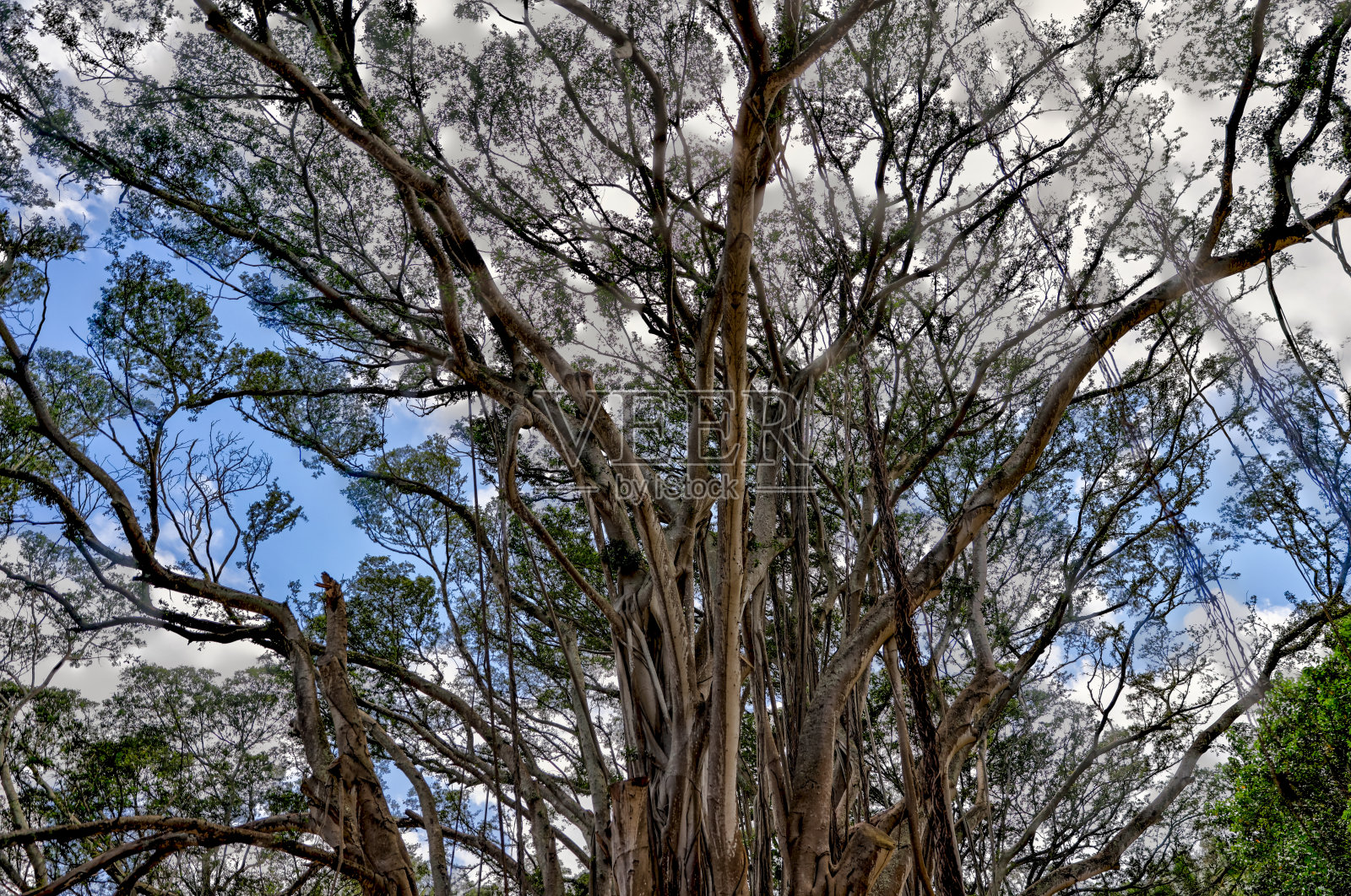 瓦胡岛海龟湾著名的榕树照片摄影图片