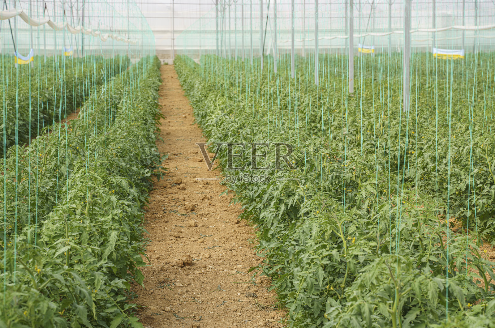 种植有机番茄的大型现代温室照片摄影图片