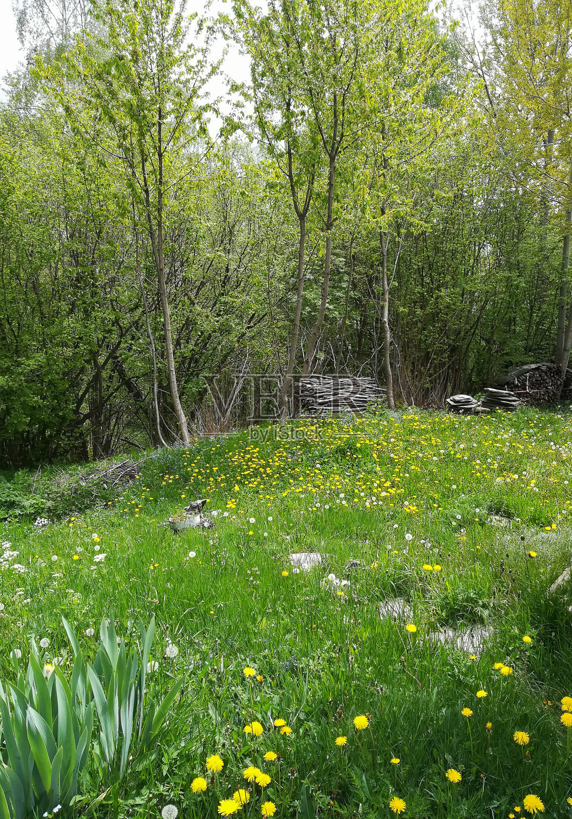 草地和树木背景照片摄影图片