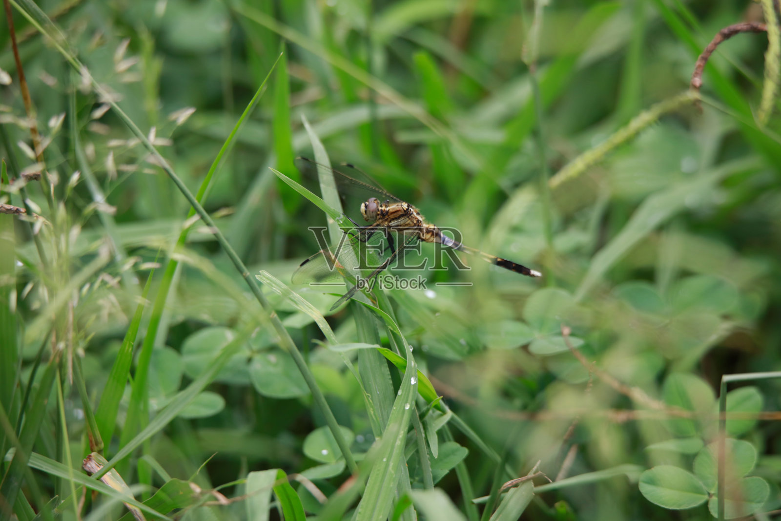 小麦瓦拉蜻蜓照片摄影图片