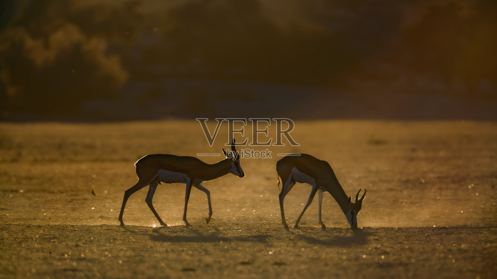 南非Kgalagadi跨国公园的跳羚照片摄影图片